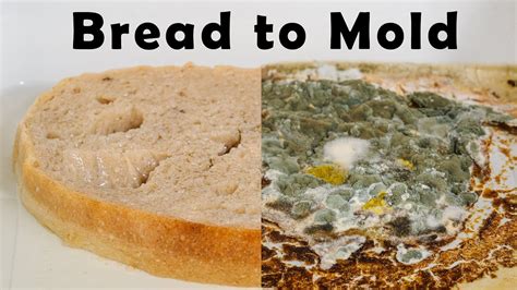molds in bread in tagalog|Molded in Tagalog.